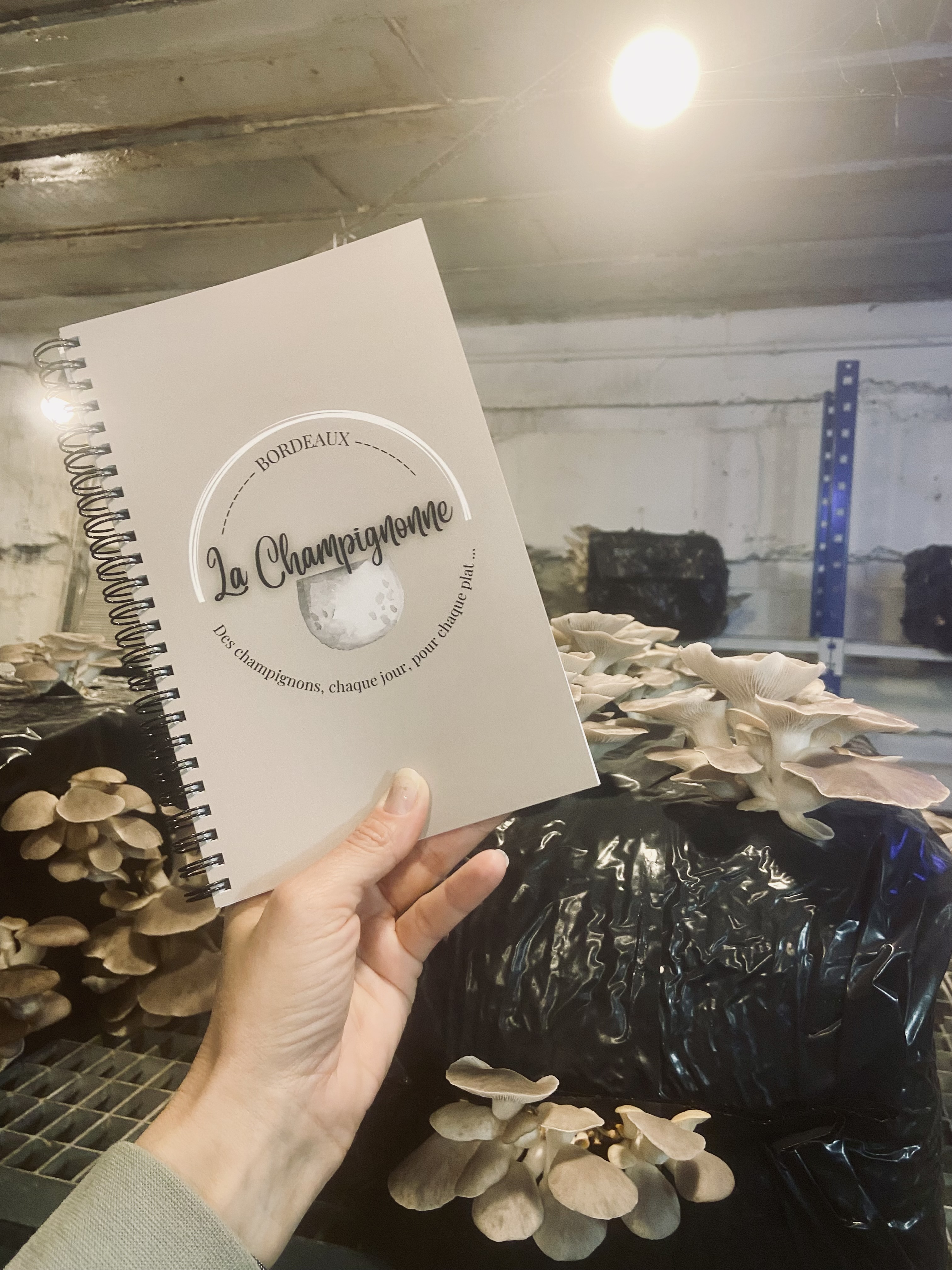 Photo de pleurotes gris en culture avec un carnet La Champignonne tenu dans la main de la productrice
