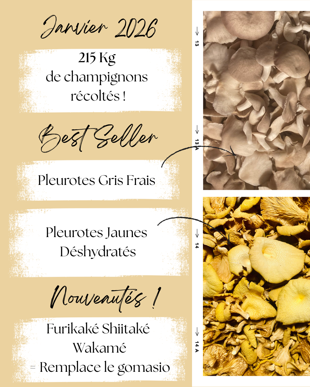 Bilan de janvier avec pleurotes frais et produits transformés