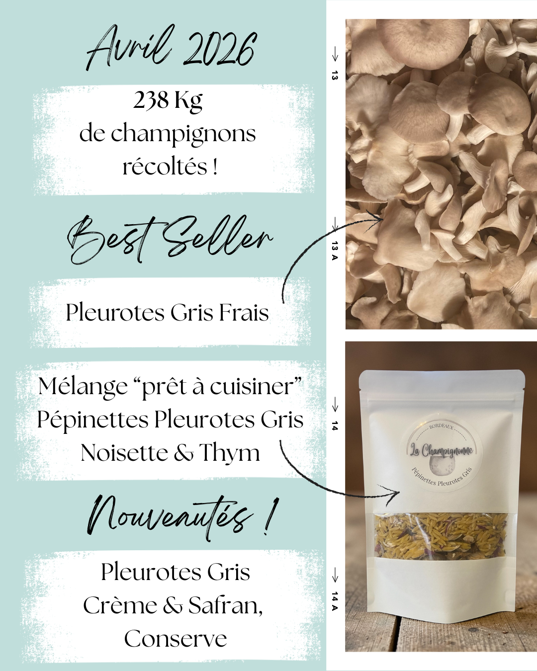 Bilan avril 2026 production champignons artisanaux