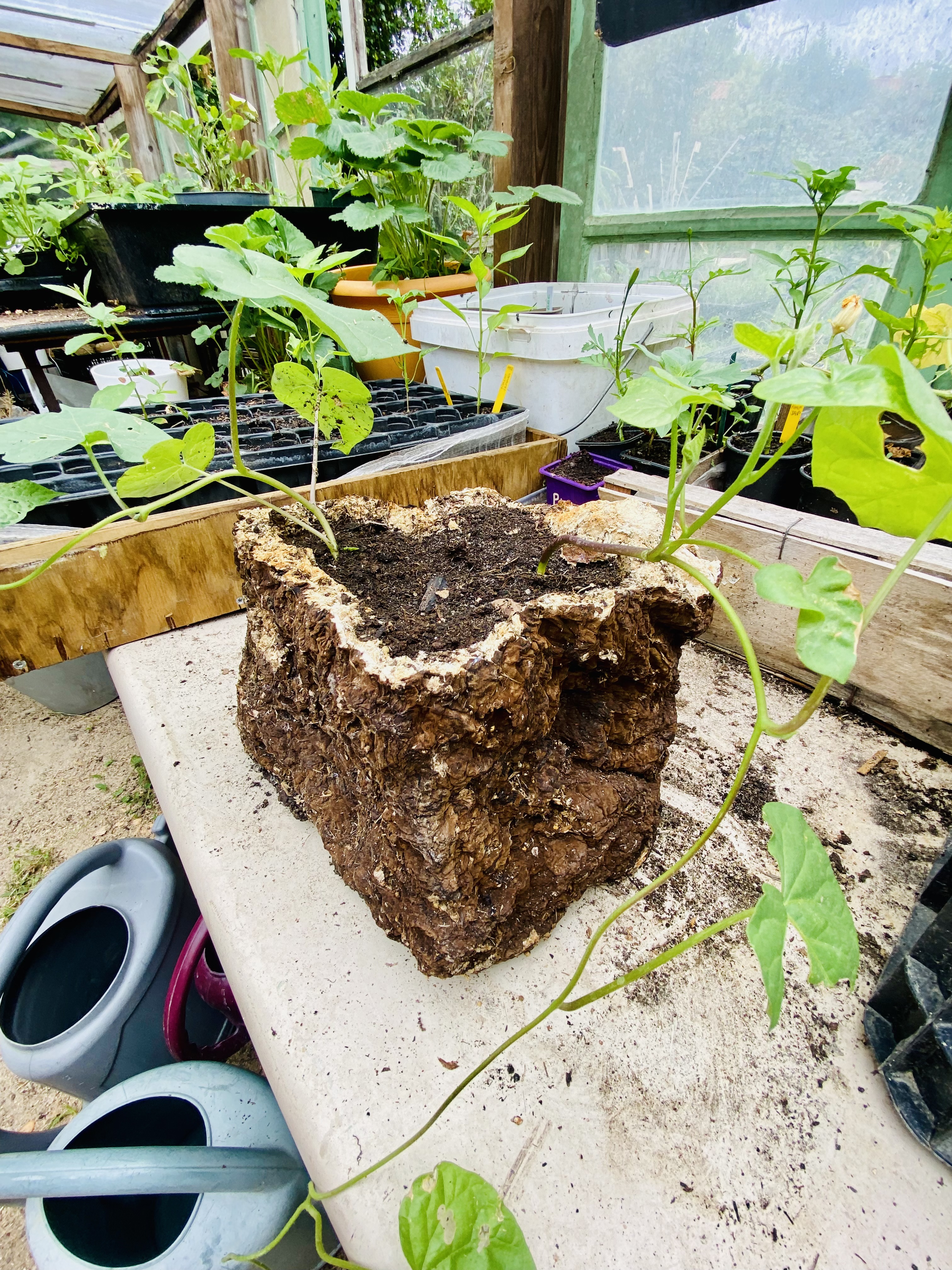 Bloc de shiitaké recyclé en pot biodégradable