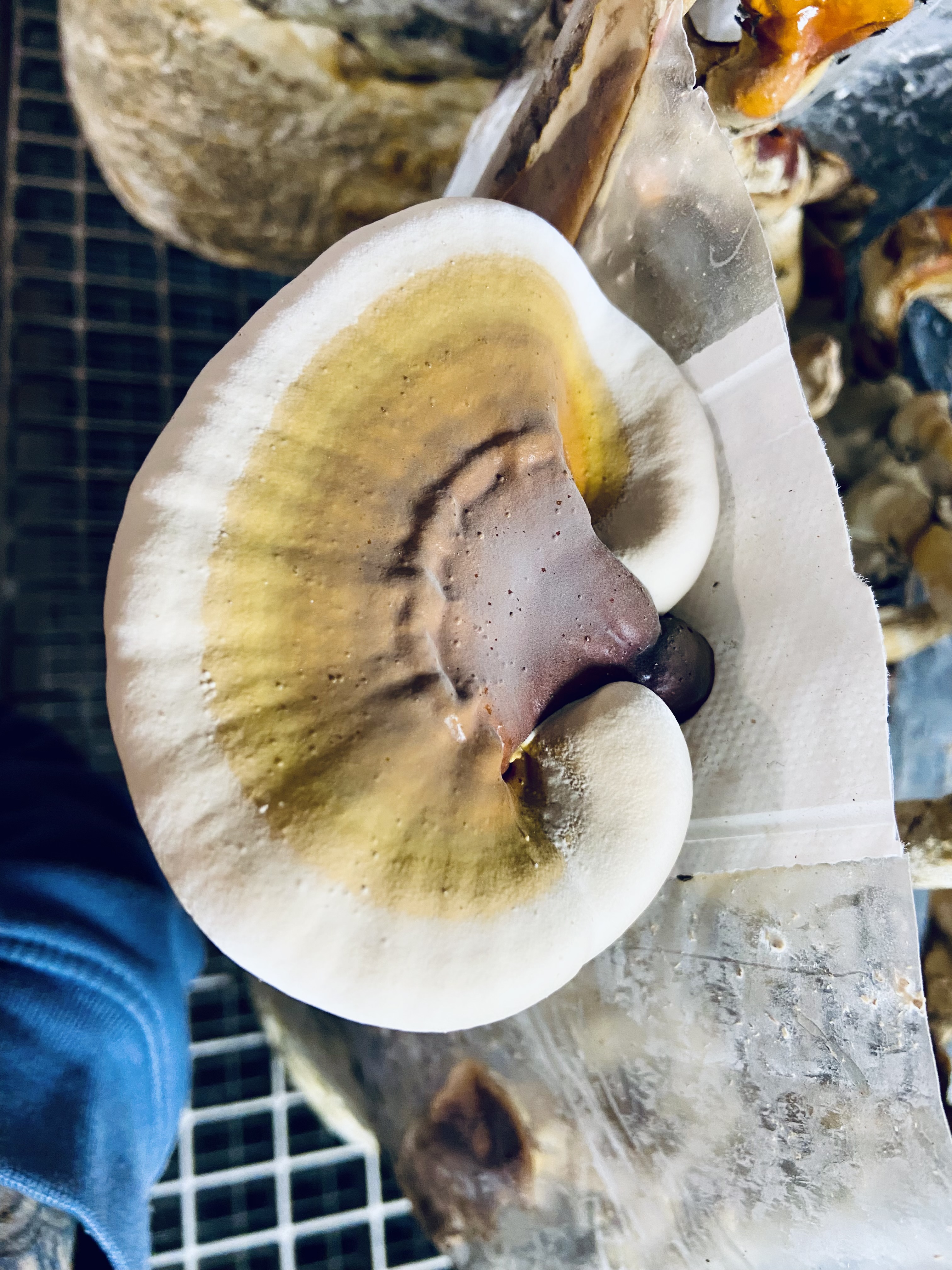 Reishi en gros plan sur son substrat