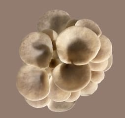 Pleurotes grises
